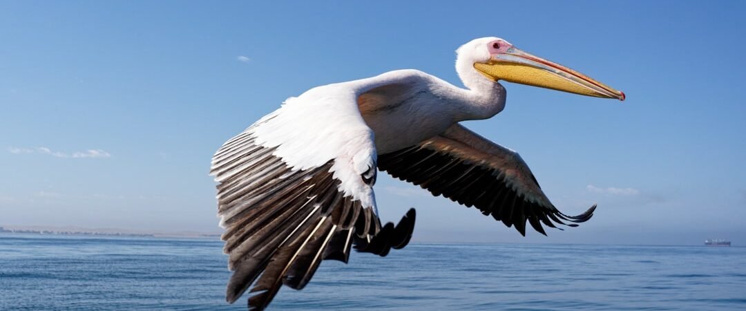 Ce que les Pelicans attendent de Zion Williamson cette saison