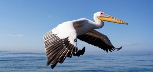 Ce que les Pelicans attendent de Zion Williamson cette saison