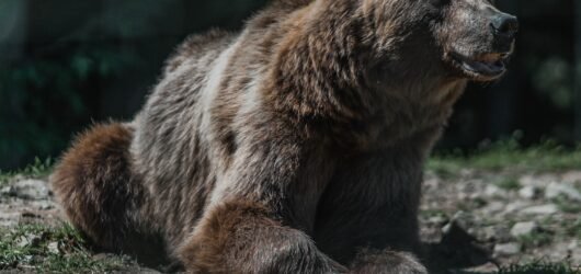 Nouvelle blessure chez les Grizzlies : Ja Morant indisponible plusieurs semaines avec une entorse de la cheville