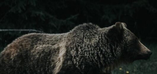 Mitchell Robinson démontre son importance cruciale pour les Knicks face aux Timberwolves