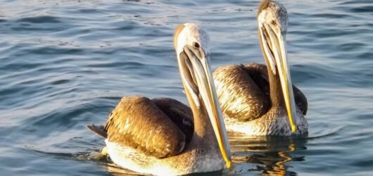Les Pelicans mettent fin à leur série noire : première victoire depuis le 31 mars